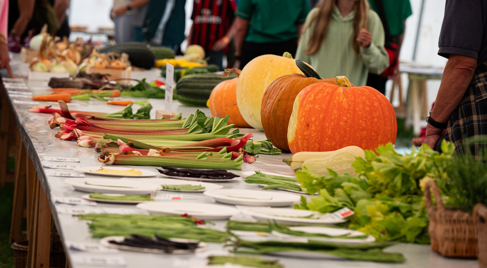 Prize vegetables on the show bench