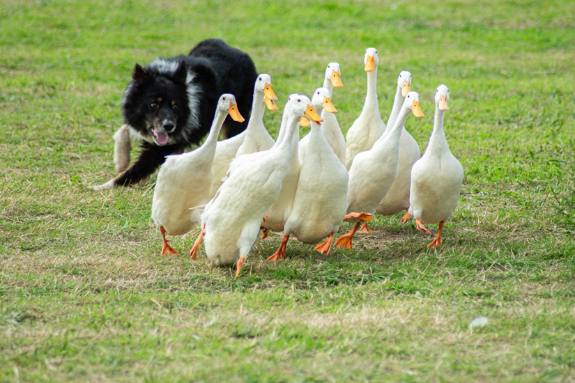 The Quack Pack sheepdog and ducks display