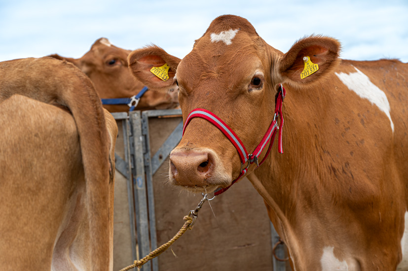 Guernsey cattle in the show ring