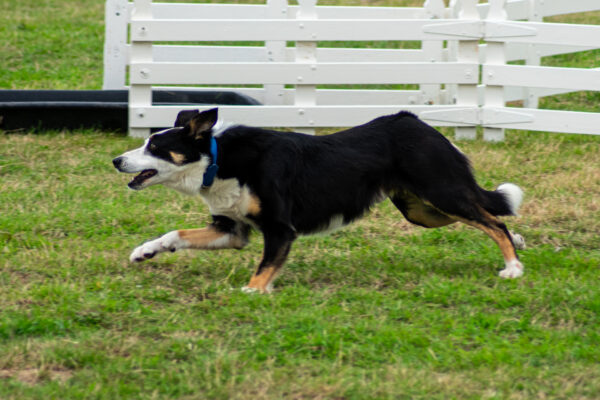 Border collie running at the dog show