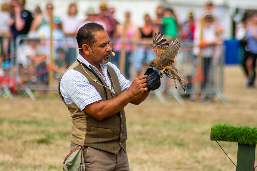 Falconry display with a kestrel in the arena